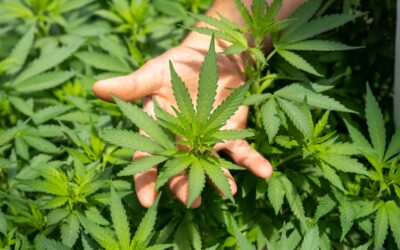 What Does CBD Bioavailability Actually Mean?