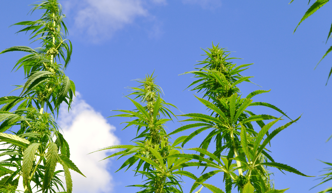 How is Hemp Made into CBD Supplements?