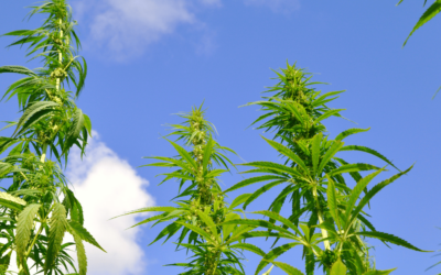 How is Hemp Made into CBD Supplements?